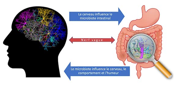 Axe intestin-cerveau