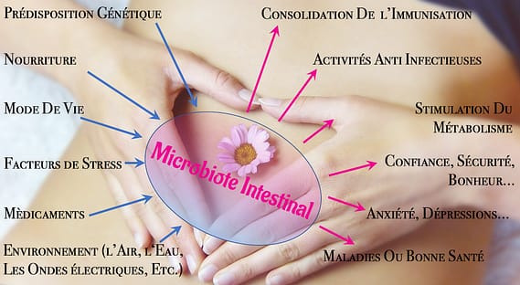 Flore Intestinale