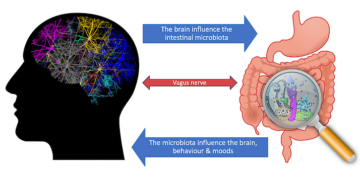 Gut-brain-axis